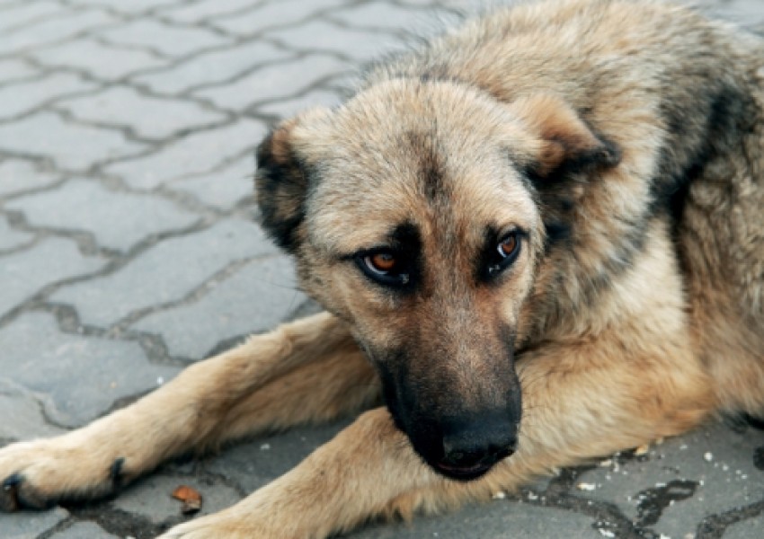 Арестуваха софиянец, спасил куче, влачено с автомобил