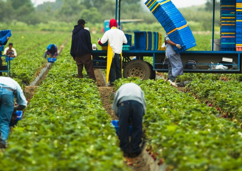 Британците не искат да работят на полето - кой ще събира плодовете след "Брекзит"?