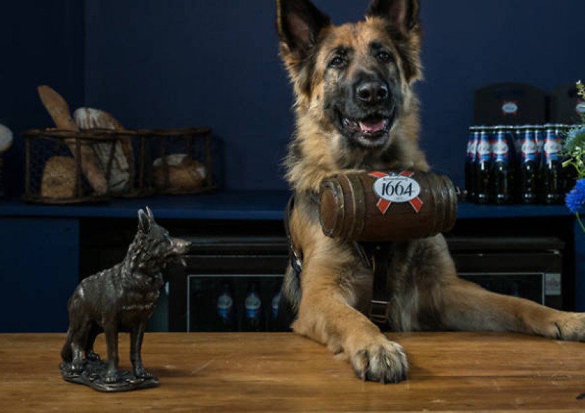 Кучета разнасят безплатна бира в Лондон