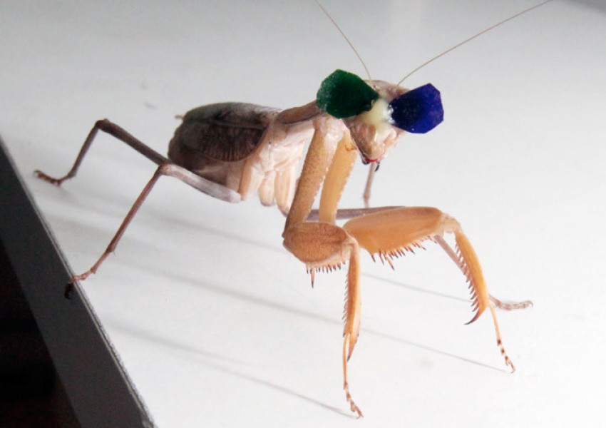 Британски учени сложиха 3D очила на насекоми