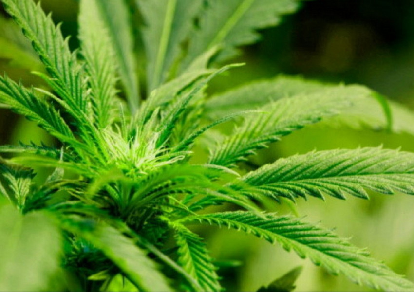 Канада легализира изцяло марихуаната от 2018 г.