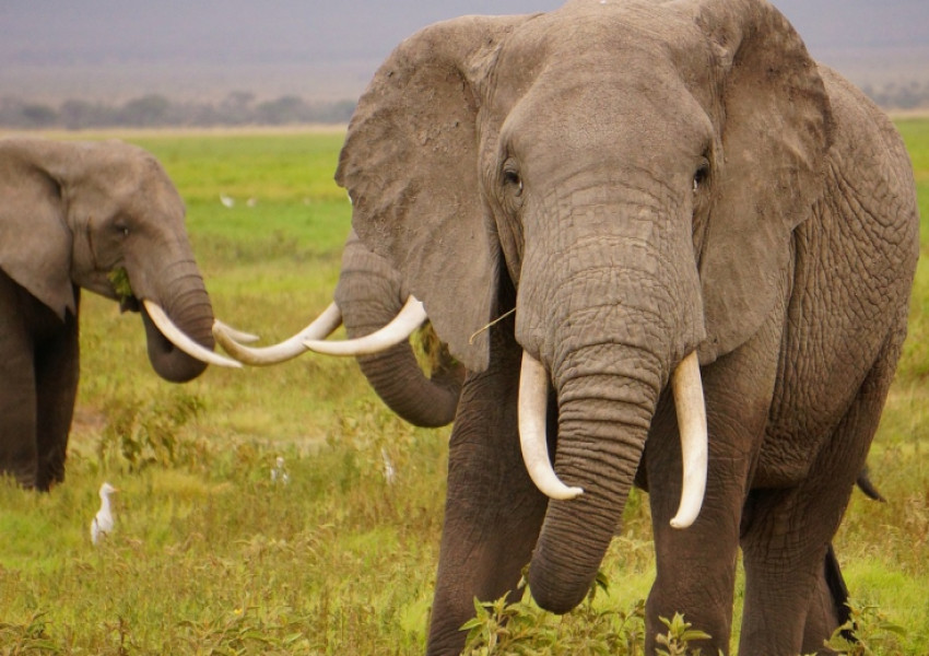 Великобритания забранява търговията с предмети от слонова кост