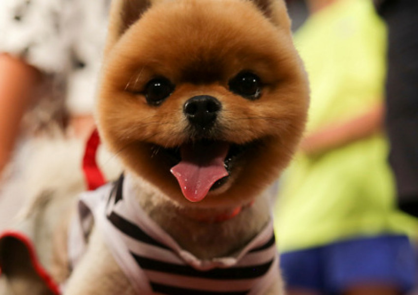 И кучета ще "протестират" срещу Брекзит