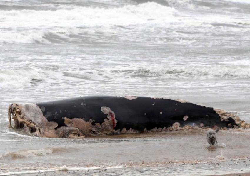 Намериха мъртъв кит до Мидълзбро (ВИДЕО)