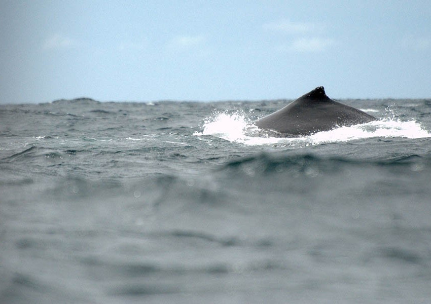 Намериха мъртъв гърбатият кит от лондонската Темза
