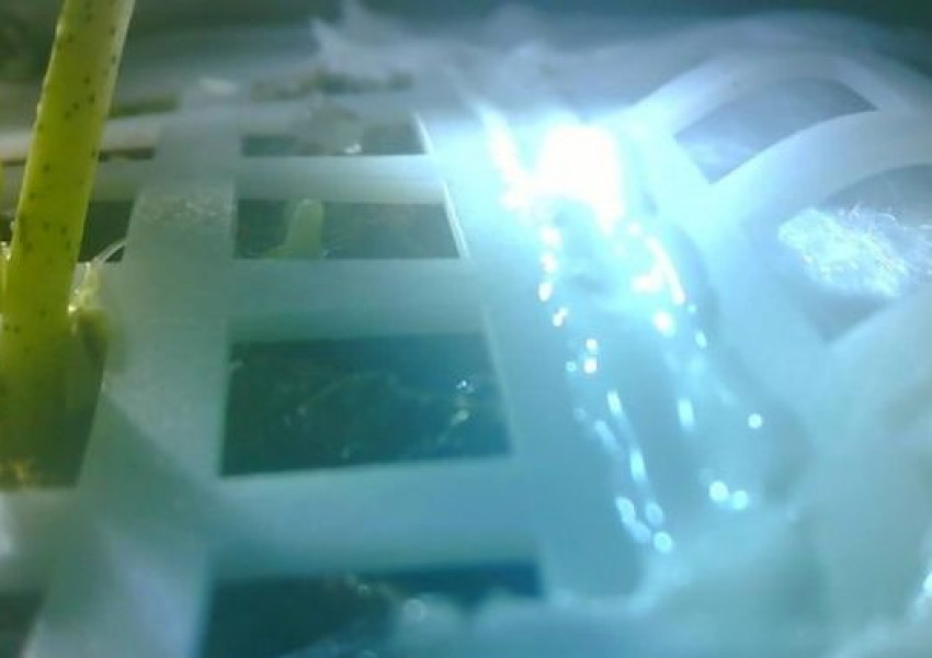 Китай посади семена на Луната