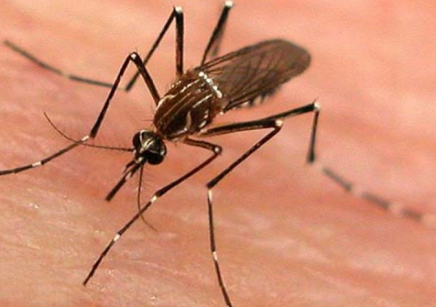 Премиерът бори комарите с 2 милиона