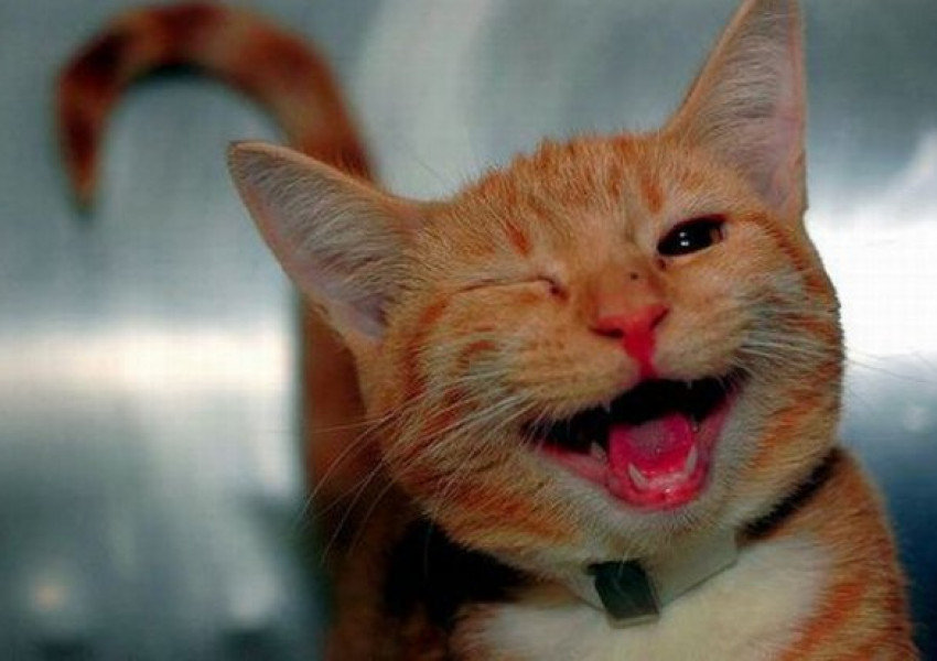 "Говореща" котка е нов хит в интернет
