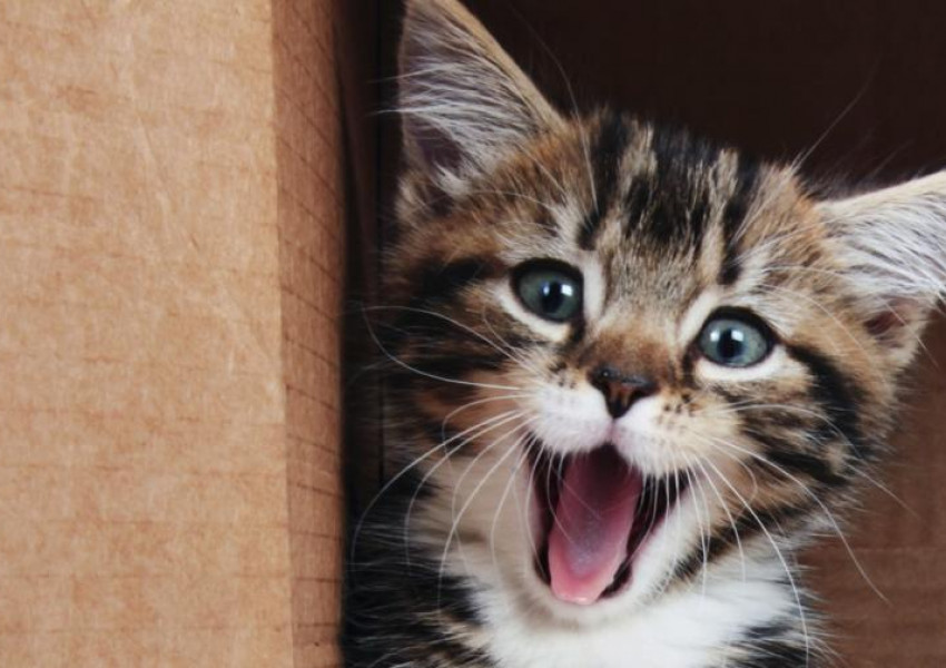 Британска домашна котка даде положителен тест за КОВИД 19
