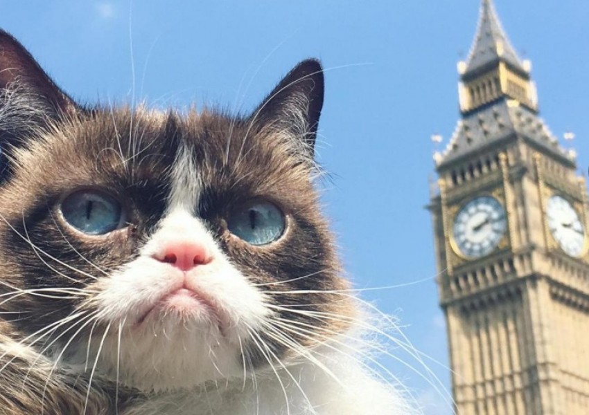 Grumpy cat видя Лондон и не е впечатлена! (СНИМКИ)