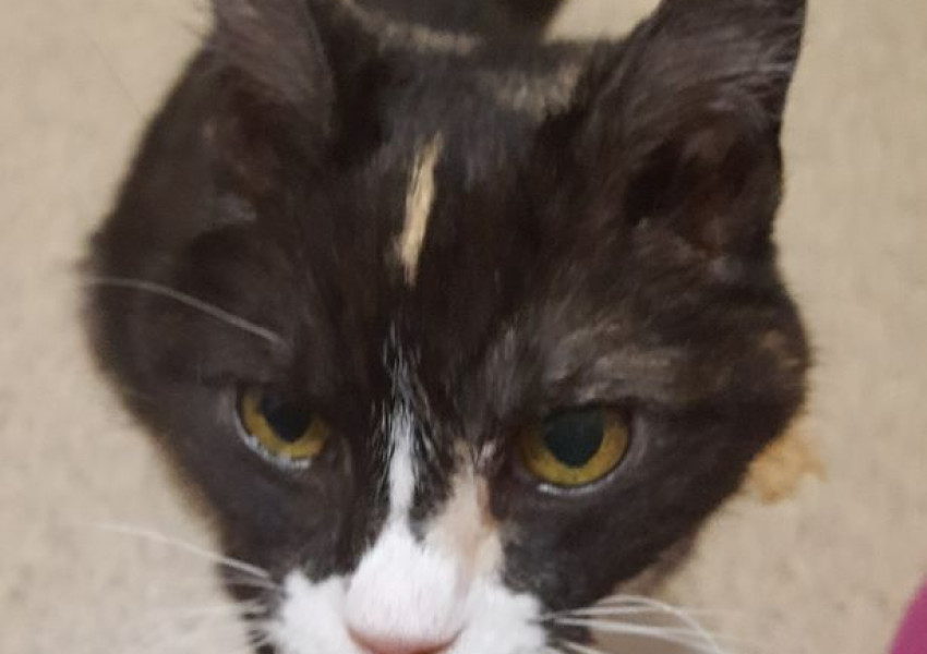 Теско премаза домашна котка, предложиха 250 паунда компенсация