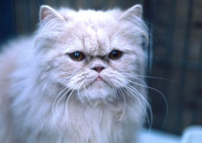 Франция пропищя от сериен убиец на котки