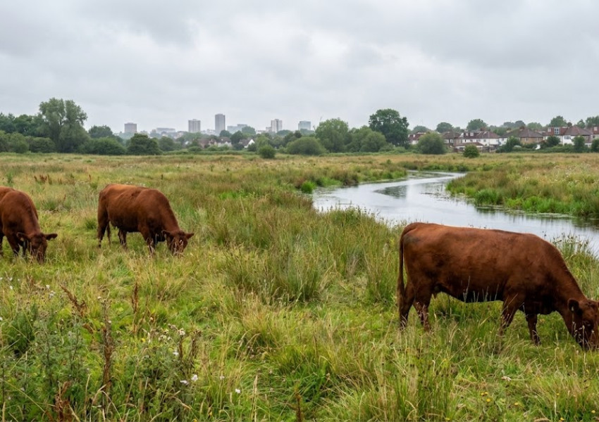След 50 години отсъствие: Пускат свободно пасящи крави в Лондон