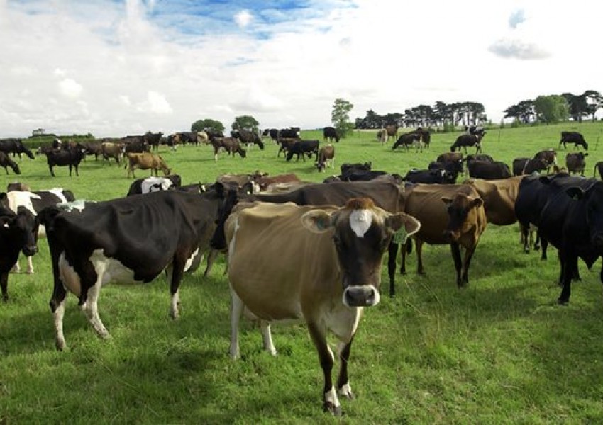 Кражбата на века! Изчезнаха 500 крави в Нова Зеландия