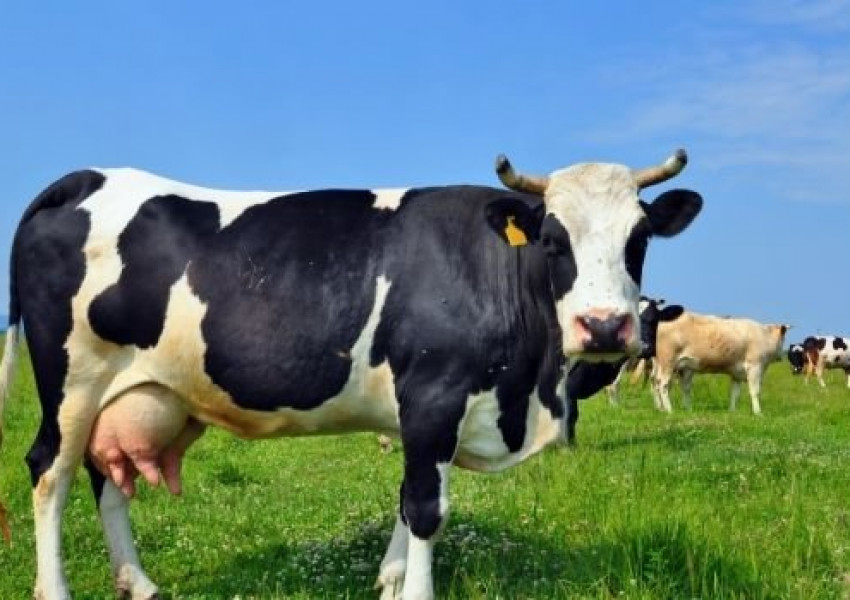 Британци създадоха сайт за запознанства за... крави