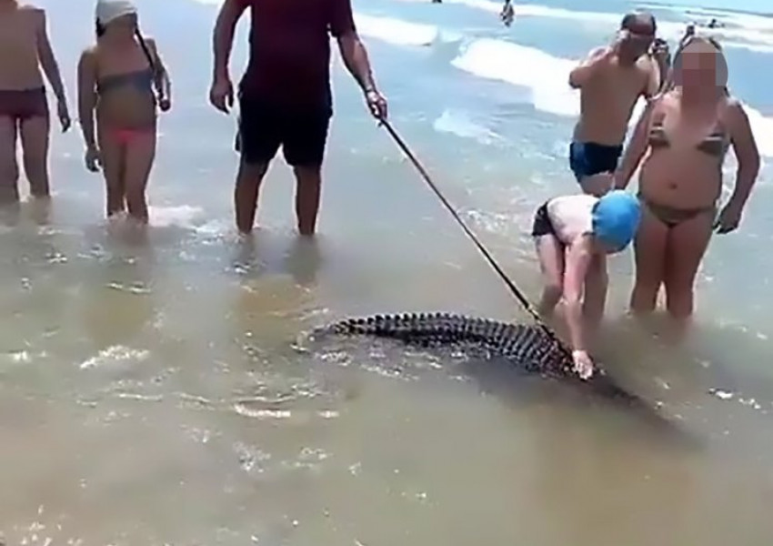 Мъж разходи крокодила си на плаж