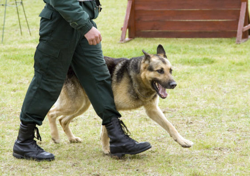 Кучета ще проверяват багажите ни по британските летища