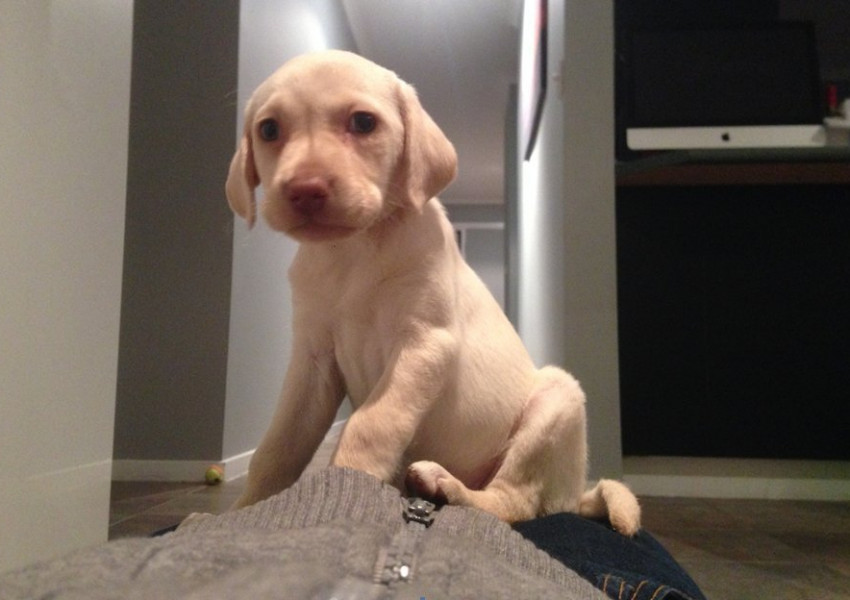 Открадното куче бе върнато на семейството от...крадците