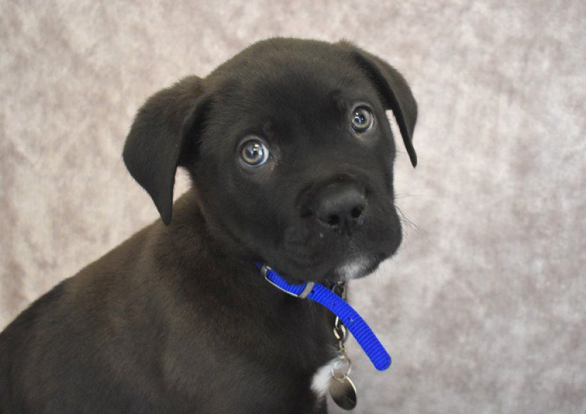 Ето го първото изоставено кученце за 2018-та!