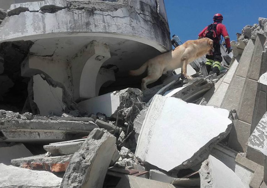 Куче-герой загина докато спасява хора в Еквадор