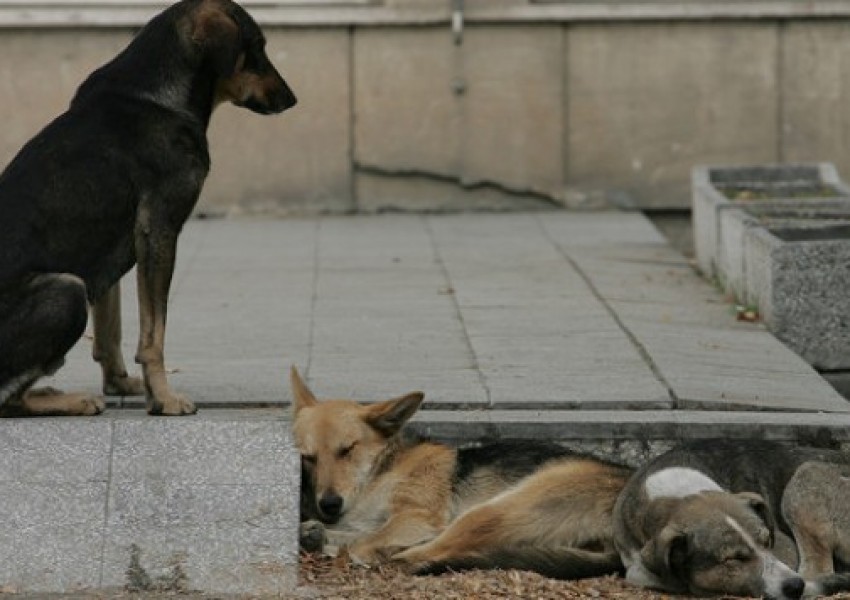 74 удара с камшик за убийство на куче в Иран