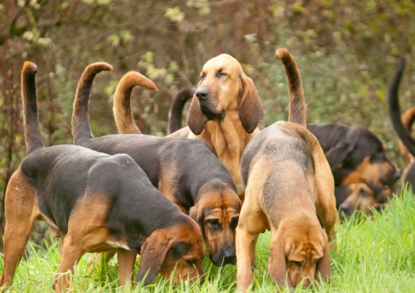 Мъж бе застрелян от собственото си куче по време на "странен инцидент"