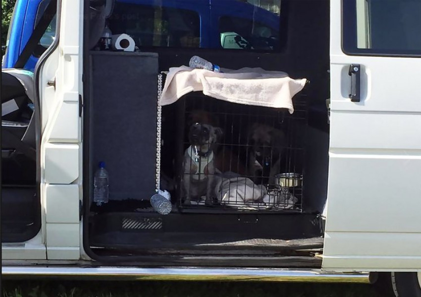 Три кучета, оставени да се "изпържат живи" във ван
