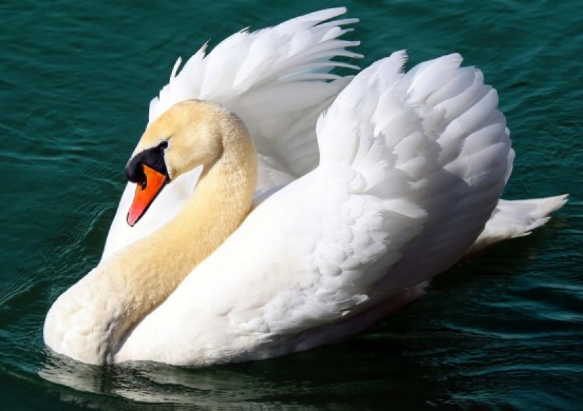 Преброяват лебедите на Елизабет Втора