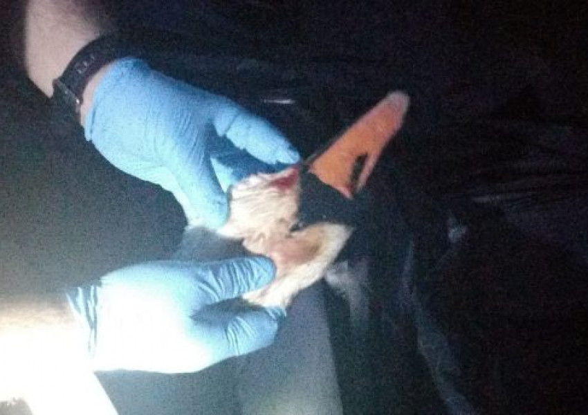 Застреляха семейство лебеди, защото са собственост на Кралицата