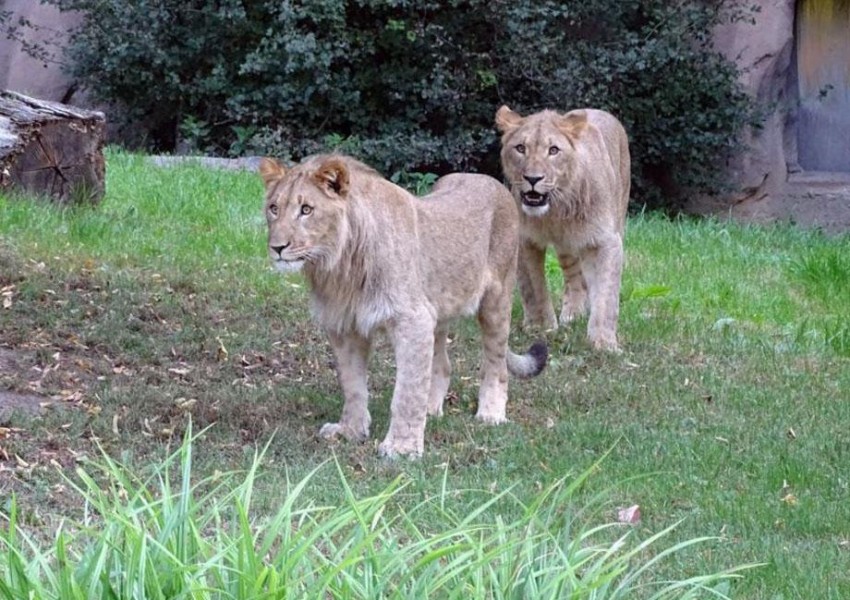 Лъвове избягаха от клетката си в зоопарк в Лайпциг
