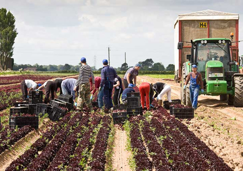 Отново алармират за липса на селскостопански работници във Великобритания