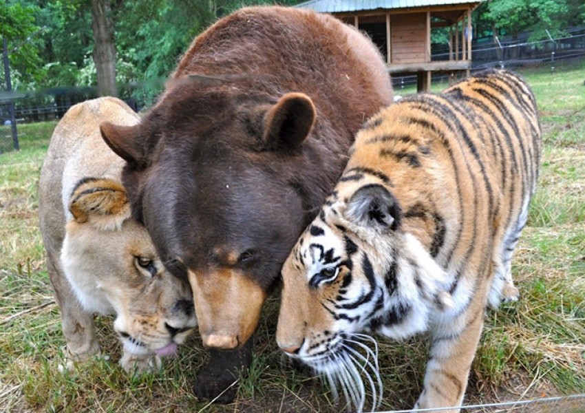 Приятелството няма граници! Mечка, лъв и тигър са неразделни от 15 години (СНИМКИ)