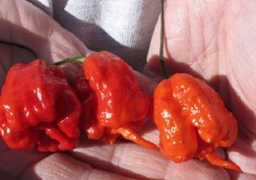 Най-лютата чушка вкара американец в болница