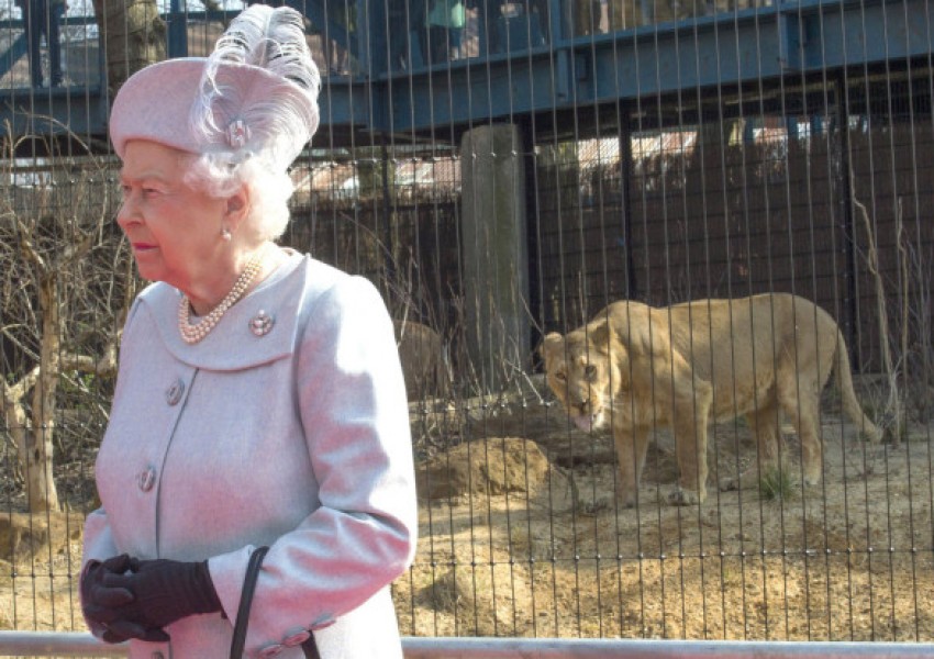 Кралицата се стори сладка на...лъва!
