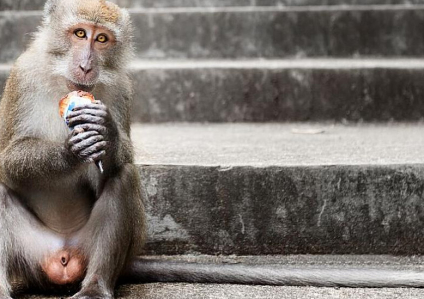 Ето как разхлаждат от жегите маймуните в лондонския зоопарк