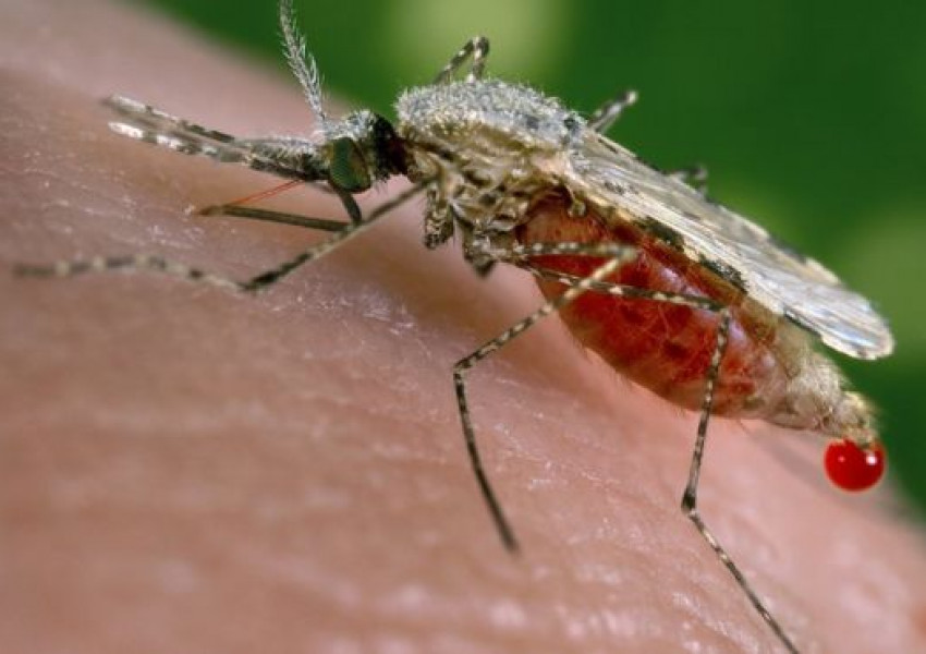 Внимание! Има опасност от "супер малария!"