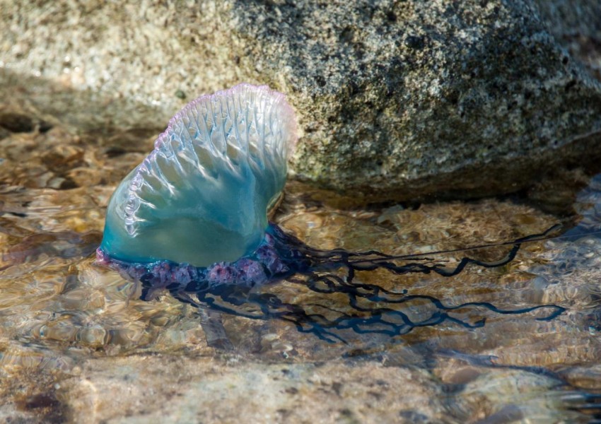 Опасна медуза в британското море!
