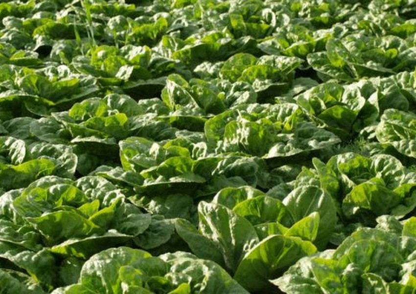 Свършва и марулята във Великобритания