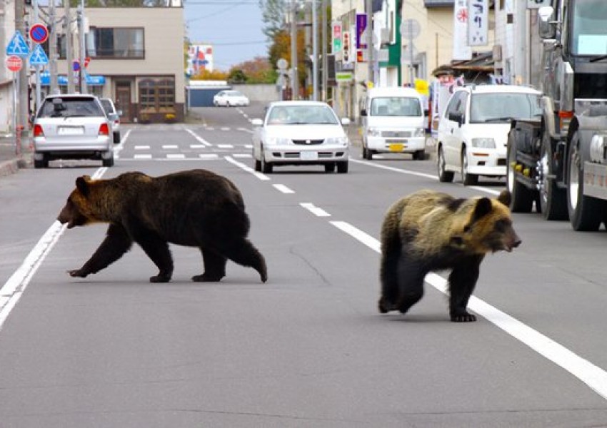Японците в страх от мечки