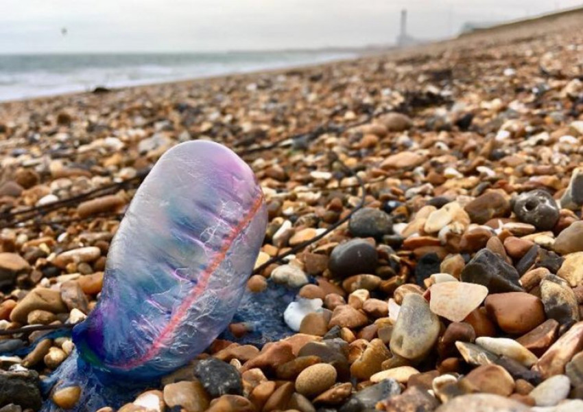 Внимание! Опасна медуза налази британските плажове!