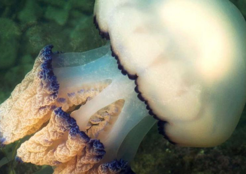 Вижте видео на медузата-рекордьор, заснета край Корнуол