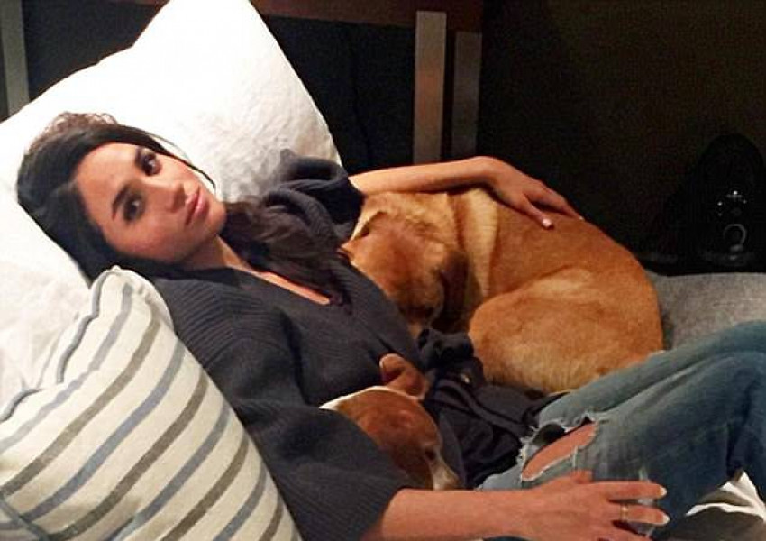 Кучетата на Меган Маркъл вече заминали за Великобритания