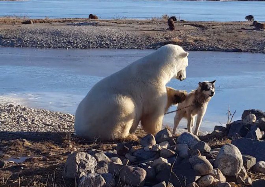 Полярна мечка заснета да гали кученце като домашен любимец (ВИДЕО)