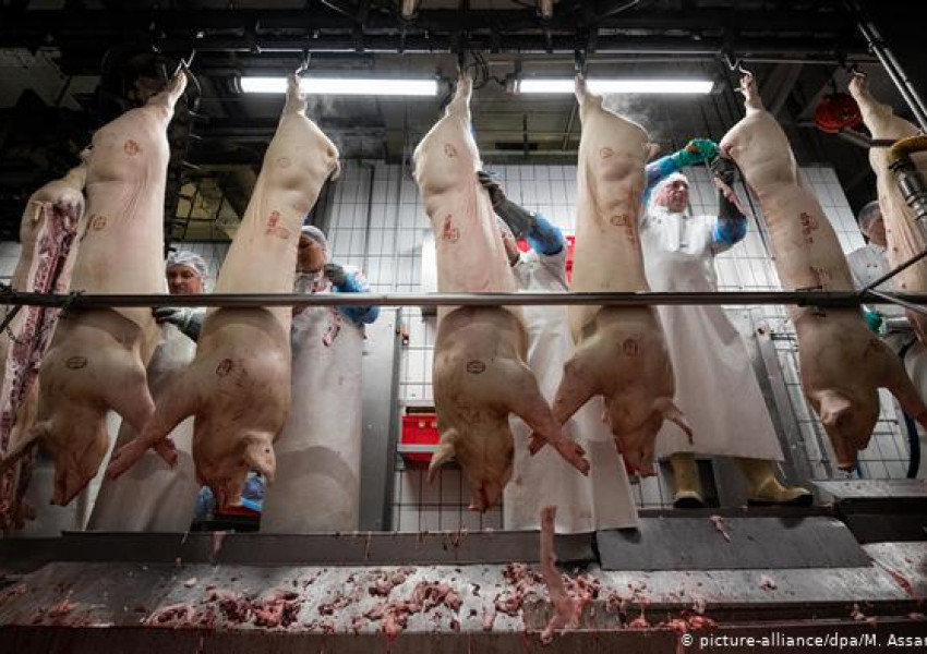 Хиляди източноевропейци мизерстват, за да е евтино месото в Германия
