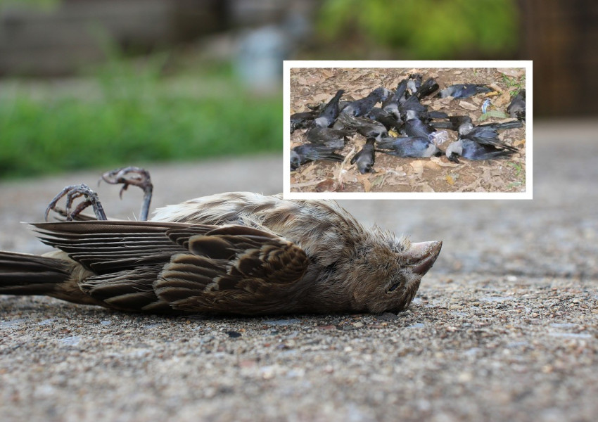 Мистериозен "птичи грип" убива масово птици в САЩ