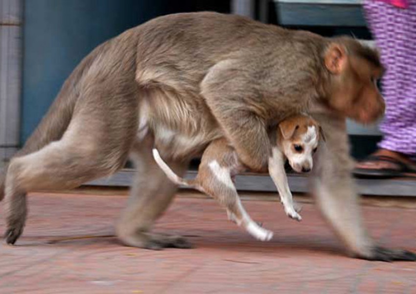 Трогателно! Маймунка осинови бездомно куче (СНИМКИ)