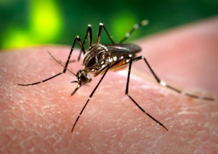 Тигрови комари има в 5 български града