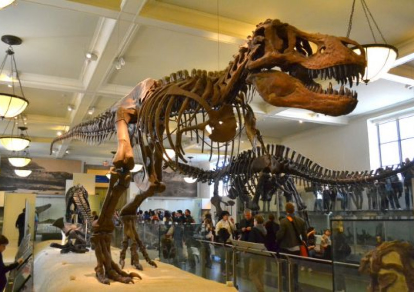 Връщане към миналото: Природонаучният музей в Лондон се приготвя да отвори врати