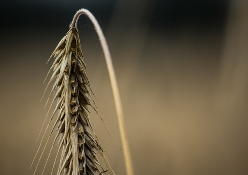 Опустошителна болест по пшеницата грози Великобритания