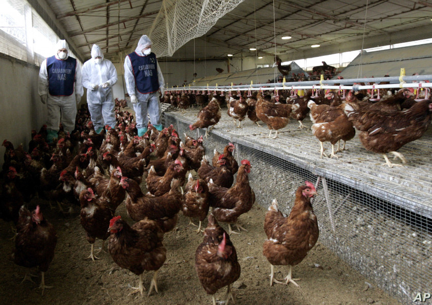 H5N8: Нови огнища на птичи грип са засечени във Франция и Белгия. 
